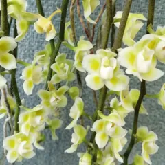 2026年最新】chiloschistaの人気アイテム - メルカリ