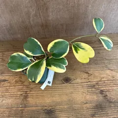 ハートホヤ　斑入り③  現品　Hoya kerrii ホヤ サクララン 桜蘭 ホヤ カーリー ケリー シャムサクララン 観葉植物 観葉 植物  ハンギングにおすすめ 吊るす 吊り下げ インテリア プレゼント おしゃれ かわいい グリーン アートプランツ
