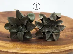 ハオルチア 月影 2株セット 多肉植物