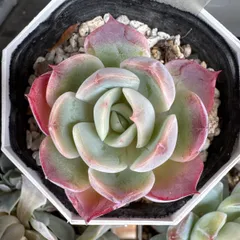 2026年最新】miya苗の人気アイテム - メルカリ