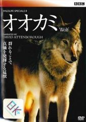 Wild Life ワイルドライフ DVD 青山真治 - メルカリ