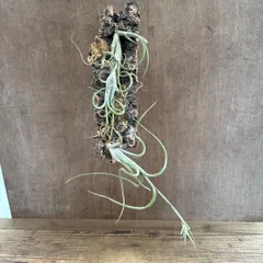 チランジア インターメディア ① コルク 現品 Tillandsia intermedia パイナップル科 チランジア属 ティランジア エアプランツ エアープランツ インターメディア  観葉植物 観葉 植物 ハンギング 吊るす 吊り下げ