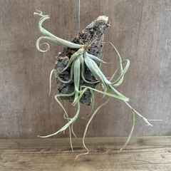 チランジア インターメディア ③ コルク小 現品 Tillandsia intermedia パイナップル科 チランジア属 ティランジア エアプランツ エアープランツ インターメディア  観葉植物 観葉 植物 ハンギング 吊るす 吊り下げ