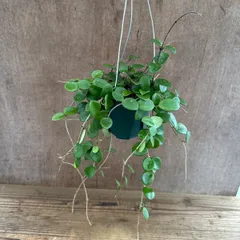 ホヤ マチルダ  Hoya mathilde サクララン 桜蘭 マチルド セルペンス カルノーサ 交配種 交配 ハイブリッド 観葉植物 観葉 植物 珍奇植物 珍奇 珍しい レア 希少 つる性植物 つる性 ハンギング 吊るす 吊り下げ 花