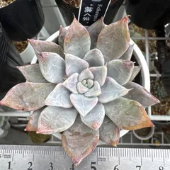 2025年最新】優木園命名株の人気アイテム - メルカリ