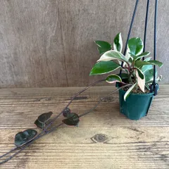 ホヤ カルノーサ リップカラー ④ 現品　サクララン 桜蘭 Hoya carnosa lip color サクララン 桜蘭 観葉植物 観葉 植物 珍奇植物 つる性 ハンギングにおすすめ プレゼント 贈り物 人生の出発 人生の門出