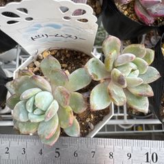 雪琉璃 札付き・抜き苗 メルカリ便 ファームパルクさん苗 雪琉璃 札付き・抜き苗 メルカリ便 ファームパルクさん苗 雪琉璃 札付き・