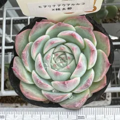 2025年最新】ファームパルクさん苗の人気アイテム - メルカリ