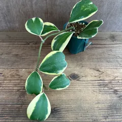 ハートホヤ　斑入り⑨  現品　Hoya kerrii ホヤ サクララン 桜蘭 ホヤ カーリー ケリー シャムサクララン 観葉植物 観葉 植物  ハンギングにおすすめ 吊るす 吊り下げ インテリア プレゼント おしゃれ かわいい グリーン アートプランツ