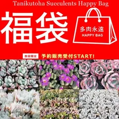 多肉植物 1万円 2026 福袋 23種 1/8から発送 オリジナル鉢 送料無料 斑入り 群生苗 数量限定