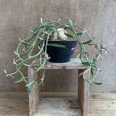 モナデニウム ルベルム ④ モナデニウム  Monadenium montanum var.rubellum  現品 観葉植物 観葉 植物  珍しい レア 希少 塊根植物 塊根 コーデックス 多肉植物 多肉 インテリア プレゼント おしゃれ かわいい グリーン