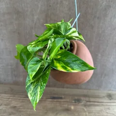 【パルムポット】ポトス 不明種 ② 現品  オリジナル パルムポット  観葉植物 観葉 植物 珍奇植物 珍奇 珍しい レア 希少 つる性植物 つる性 ハンギング 吊るす 吊り下げ インテリア プレゼント