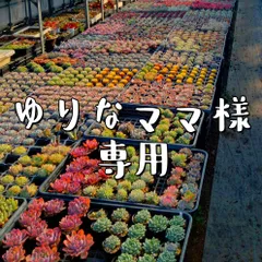 2026年最新】コロラータタパルパの人気アイテム - メルカリ