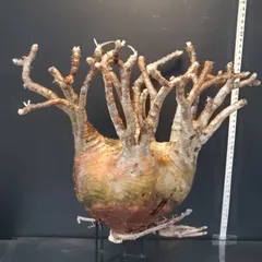 サマーセール グラキリス ベアルート 特大サイズ_2 サマーセール グラキリス ベアルート 特大サイズ_2