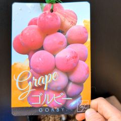 2️⃣ 山梨県産 悟紅玉(ゴルビー) 8房入り 箱込6.2キロ - メルカリ