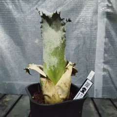 超レアです！　がっちりしています！タンクブロメリア　ホヘンベルギア　sp.白花 超レアです！ ホヘンベルギア sp. 白花 1株 | Planet Plants