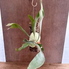 ★コウモリラン アルシコルネ ⑥ Platycerium alcicorneビカクシダ 麋角羊歯 プラティケリウム アルキコルネ 現品 観葉植物 観葉 植物 珍奇植物 珍奇 珍しい ハンギング おすすめ インテリア プレゼント おしゃれ  グリーン