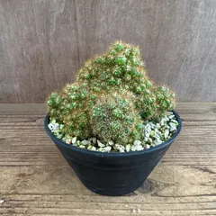 サボテン セレウス 不明種 現品 サボテン科 セレウス属 観葉植物 観葉 植物 珍奇植物 珍奇 珍しい レア 希少 サボテン 多肉植物 多肉 カクタス