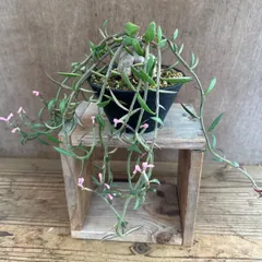 モナデニウム　ルベルム①　 Monadenium montanum var.rubellum  現品 観葉植物 観葉 植物  珍しい レア 希少 塊根植物 塊根 コーデックス 多肉植物 多肉 インテリア プレゼント おしゃれ かわいい グリーン