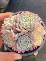 AAA 新入荷 朱子玉 LL1010×105苗 土付き 多肉植物 詰め合わせ