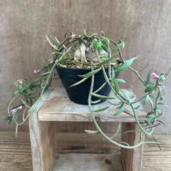 モナデニウム　ルベルム②  モナデニウム  Monadenium montanum var.rubellum  現品 観葉植物 観葉 植物  珍しい レア 希少 塊根植物 塊根 コーデックス 多肉植物 多肉 インテリア プレゼント おしゃれ かわいい グリーン