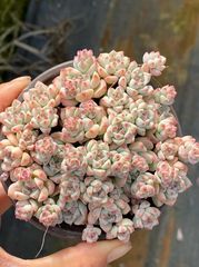 AAA 新入荷 朱子玉 LL1010×105苗 土付き 多肉植物 詰め合わせ