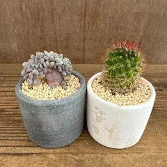 2026年最新】綴化サボテンの人気アイテム - メルカリ