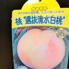 桃 選抜清水白桃 【苗木】1ポット販売 おまかせ特価 ポットのまま発送