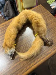 美品 テンマフラー イタチ 毛皮マフラー ブラウン系 A-1619