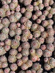 16株の抜き苗セット】バンシー 多肉植物 佐川急便発送 エケベリア 韓国