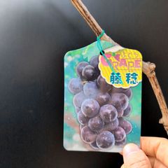 ぶどう　藤稔(ふじみのり) 大苗 ３年株 果樹　超大粒の黒ブドウ高級ぶどう宅急便 ぶどう 藤稔(ふじみのり) 大苗 3年株 果樹 超大粒の黒ブドウ高級