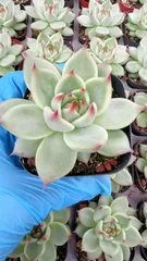 発売中　トスカネリー　50株　抜き苗　美苗　エケベリア　多肉植物　佐川発送　YP10