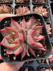 発売中　トスカネリー2頭　50株　抜き苗　美苗　エケベリア　多肉植物　佐川発送　YP45