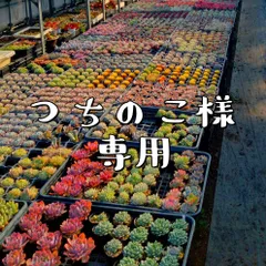 つちのこ様専用