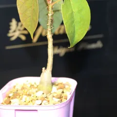 超美株　ボンバックス　プセウドボンバックス エリプティクム　メルカリ便 2026年最新】ボンバックス エリプティクムの人気アイテム - メルカリ