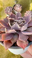 2026年最新】多肉 ピンクフリルの人気アイテム - メルカリ