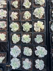 2025年最新】ラブリーローズ錦の人気アイテム - メルカリ