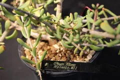 2026年最新】ケラリア ピグマエアの人気アイテム - メルカリ