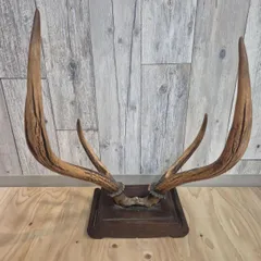 2026年最新】鹿の角 インテリアの人気アイテム - メルカリ