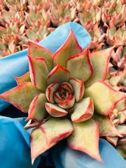 発売中　ロータスランタン　105苗セット　土・根付き　美苗　エケベリア　多肉植物　佐川発送 LL015