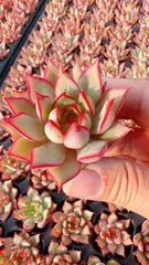 発売中　ロータスランタン　72苗セット　土・根付き　美苗　エケベリア　多肉植物　佐川発送 LL068