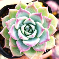 多肉植物 エケベリア 7種セット cz3 抜き苗 - メルカリ