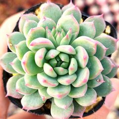 ラウリンゼ×ビンセントカトー　Kico苗　写真のもの全て ラウリンゼ×ビンセントカトー Kico苗 写真のもの全て ラウリンゼ