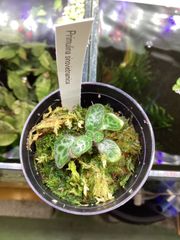 ヘリアンフォラ ミノール バーガンディブラック 食虫植物 - メルカリ