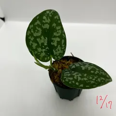 (専用商品)スキンダプサス　まとめ依頼 2025年最新】scindapsus スキンダプサスの人気アイテム - メルカリ