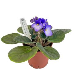 セントポーリア ブルーミヤジマ開花株 - メルカリ