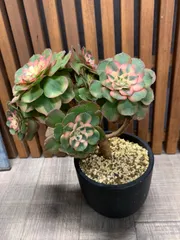 2025年最新】アエオニウムの人気アイテム - メルカリ