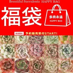 多肉永遠オリジナル苗 3万円 2026 福袋 25種 1/8から発送 多肉植物 送料無料 コースター付き お楽しみセット 詰め合わせ エケベリア 数量限定