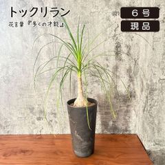 【送料込】沖縄産トックリヤシ（３０）┃人気沸騰中の徳利椰子でインテリアを楽しもう 送料込】沖縄産トックリヤシ（30）┃人気沸騰中の徳利椰子で