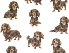 【ゆきちゃん限定】X2566 ダックスフンド チョコタン 白 生地 1m